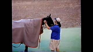 1999 Scioto Downs SAVANNA'S MAGIC Brad Hanners OHSS 3YO Fillies Pace $18,000