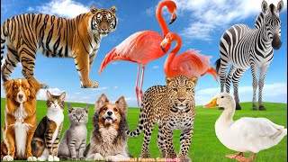 Animal Farm Sounds: Dog, Cat, Flamingo, Leopard, Tiger, Duckling, Zebra - Animal Paradise screenshot 2