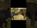 Child rhino vs lion! Who will be the unexpected winner...?