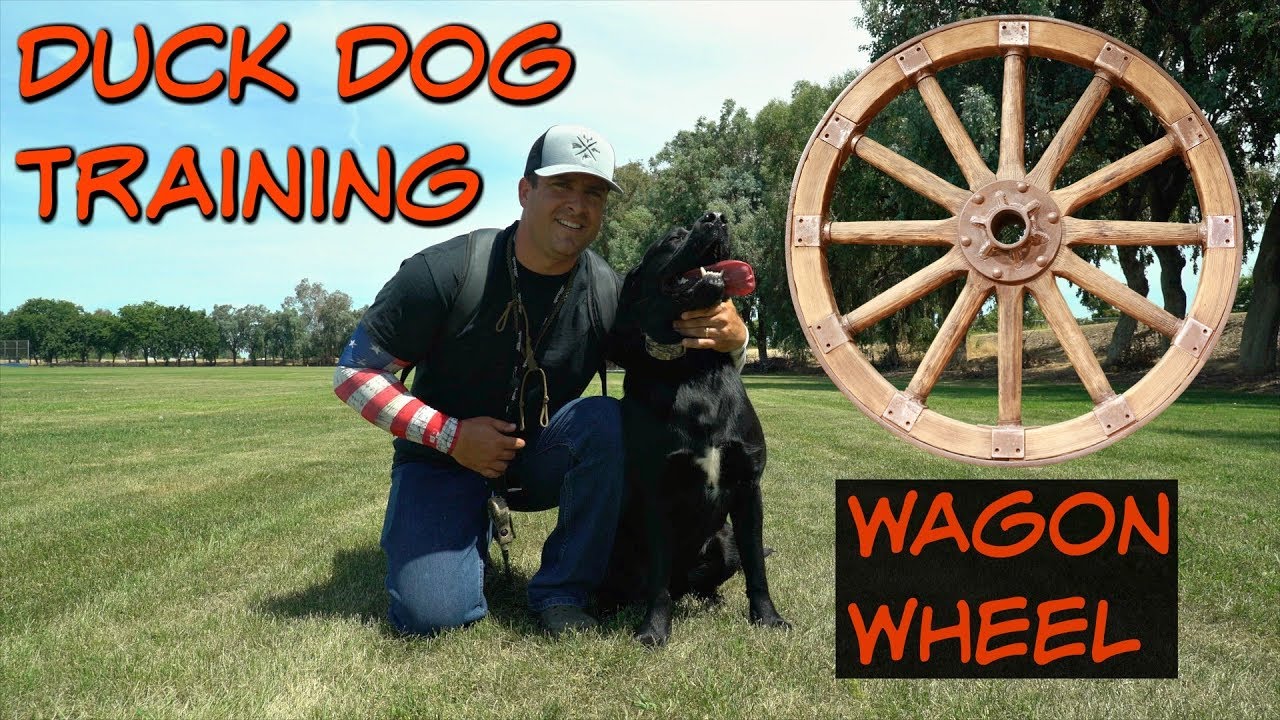 Duck Dog Training Wagon Wheel YouTube