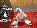 🐦 БЕЛЫЕ ДВУХЧУБЫЕ ПИСКУНЫ / PIGEONS / TAUBE #Gulsarinfo©