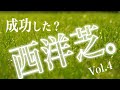 【種まきから２ヶ月】西洋芝 成長記録 芝生 庭 芝 再生に挑戦