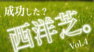 【種まきから２ヶ月】西洋芝 成長記録 芝生 庭 芝 再生に挑戦