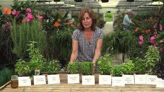 Basil Varieties