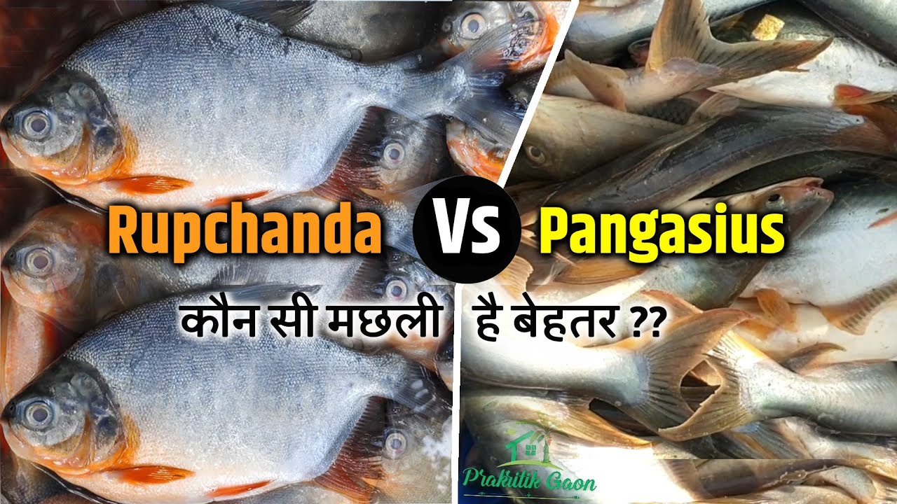 China Rupchanda Fish रूपचंदा मछली और प्यासी मछली में अंतर क्या है ||Difference Between ...