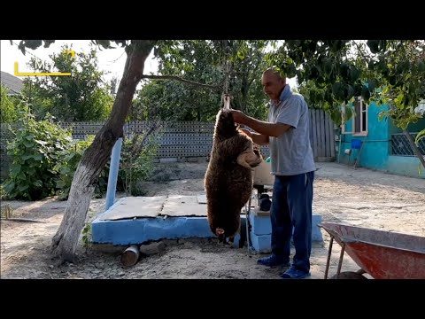 Video: Quzu kəsimləri hansılardır?