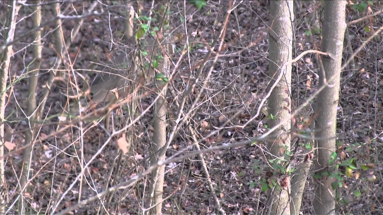 Winchester Archery's Whitetail Frenzy West Virginia Giant YouTube