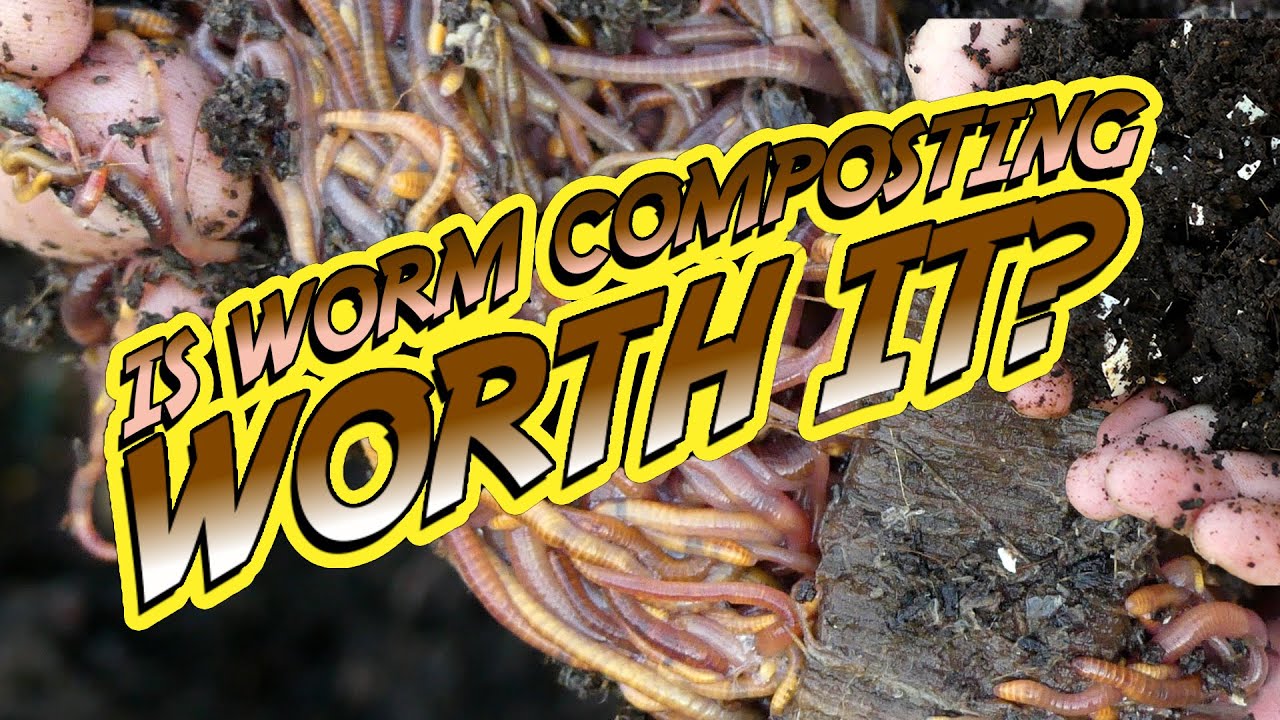 Is WORM COMPOSTING WORTH IT? Three Year Review. YouTube