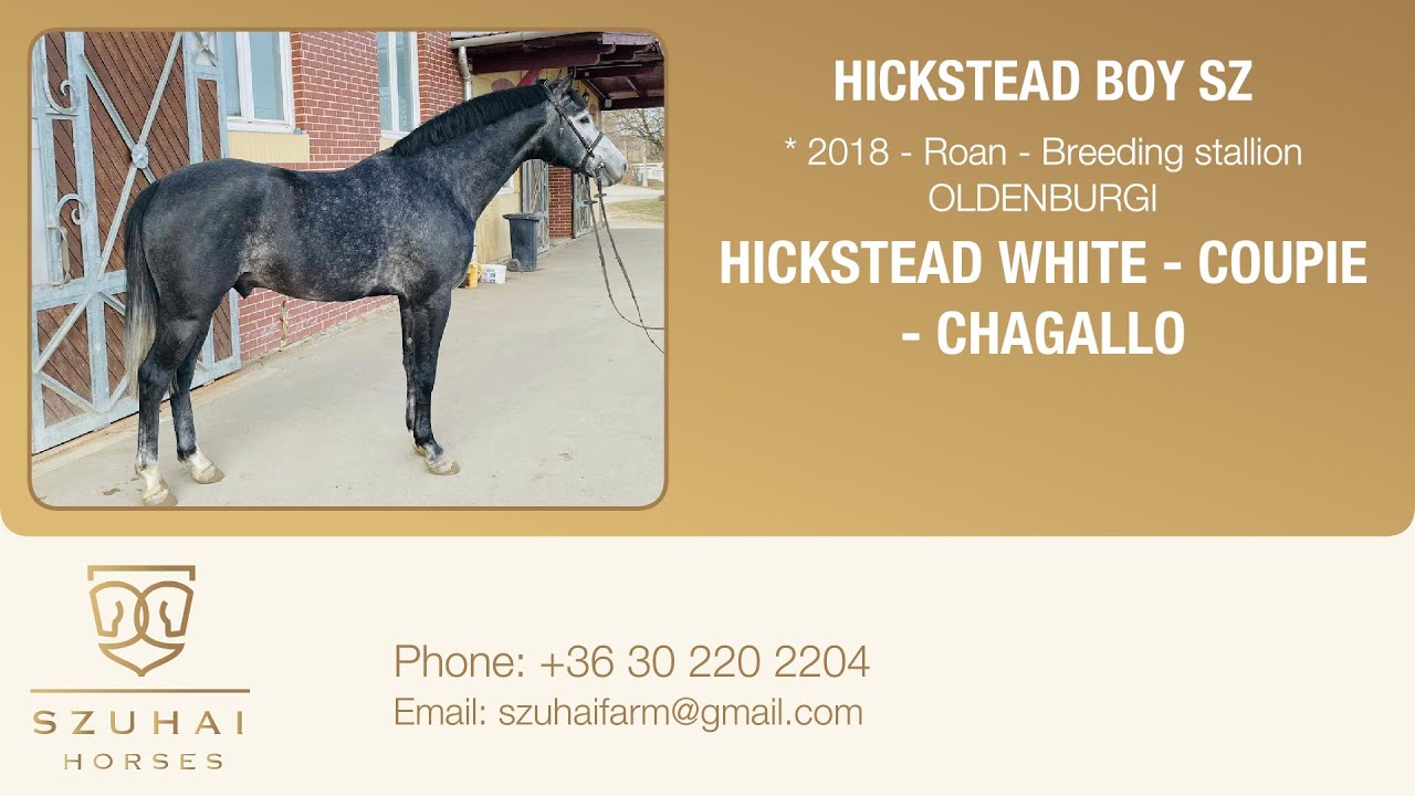 HUNTER HORSE FOR SALE / HICKSTEAD WHITE x COUPIE 2018 LICENSED BREEDING
