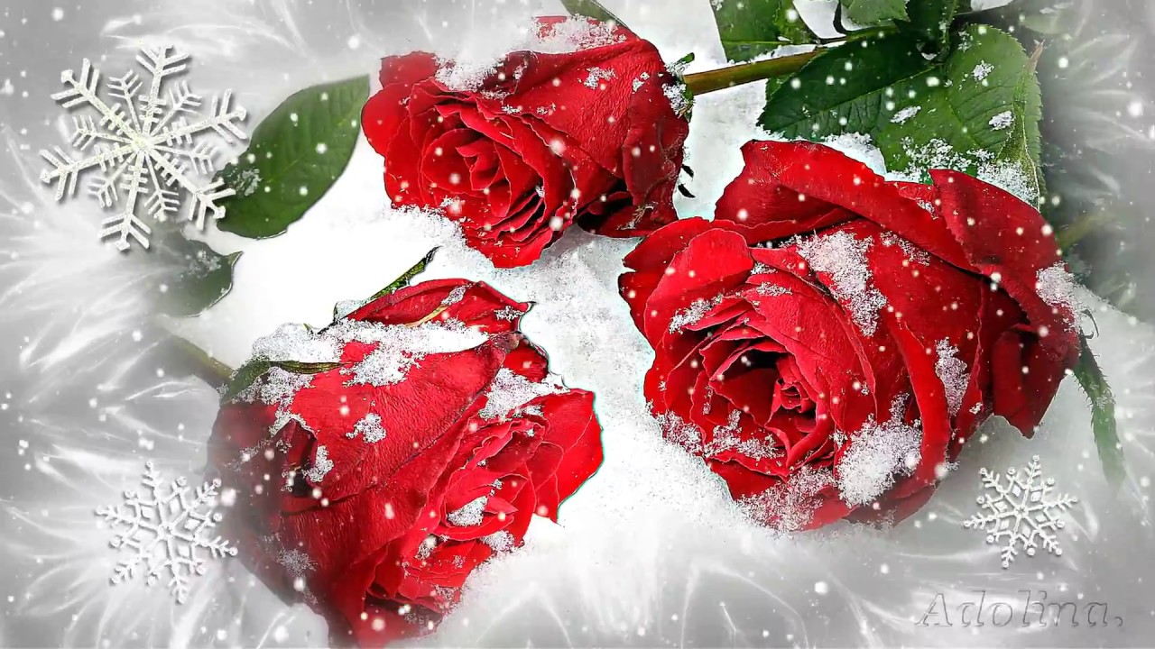 Rote Rosen Im Schnee...Einfach so...