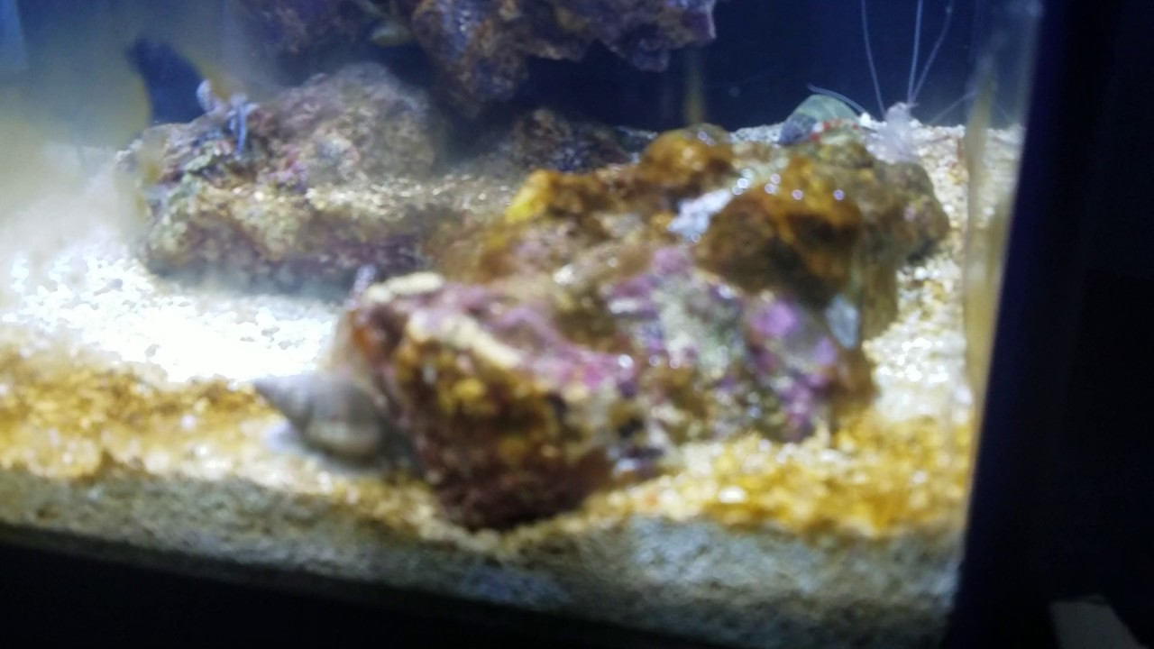 anemone meaning Project Pico - Fluval Spec 3 - Day 21 - Bloom occurring on glass & live rock