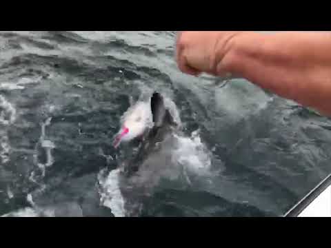 Great white shark snatches striper from Cape fishermen HD Jul 24, 2018 10:20 AM