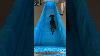 Easy at-home hydrotherapy for your dog!