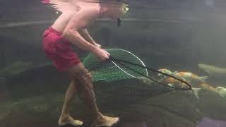 5ft Wels might have eaten dead or alive tankmate, tinfoil barbs & bala sharks leave 25Kgal/100Kliter