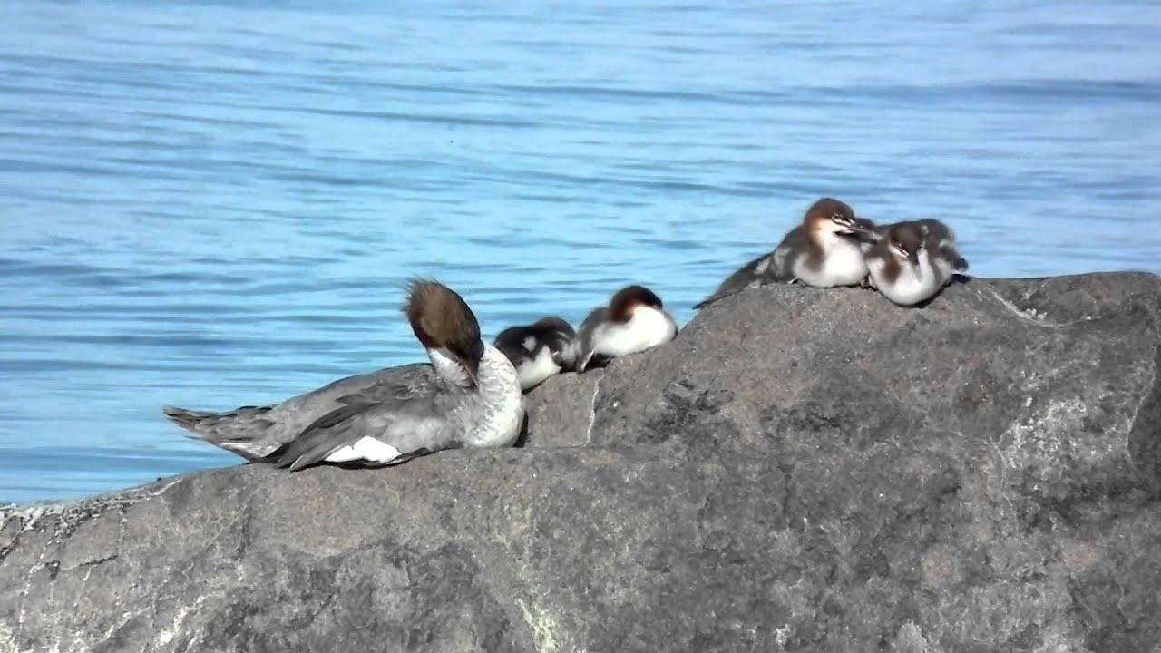 Mergus merganser family summer 2012.