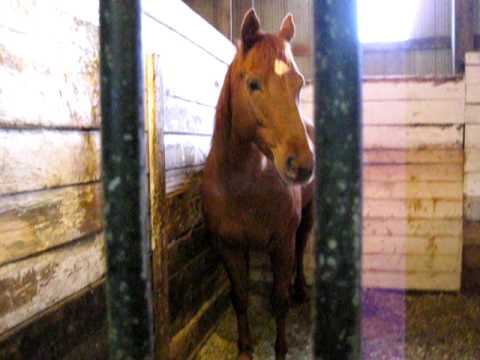 Cherry Hill Horse Stables