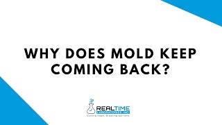 Why does mold keep coming back?