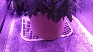 Transplant part2...lung room