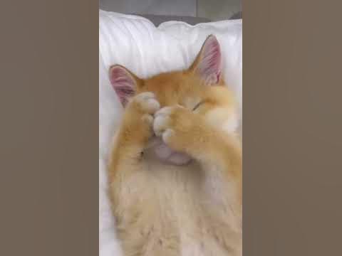 Сонный котик - YouTube