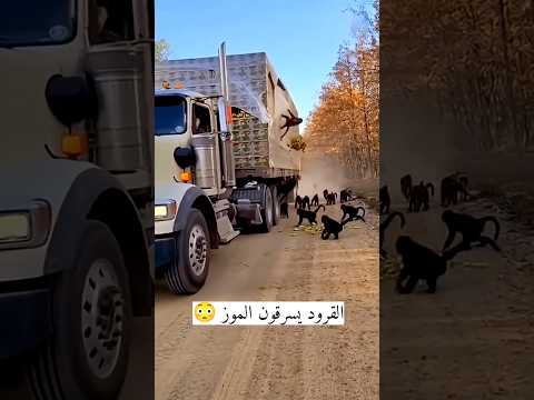 القرود يسرقون الموز من الشاحنة لاكن السائق لاينتبه اثناء القيادة    اكسبلور