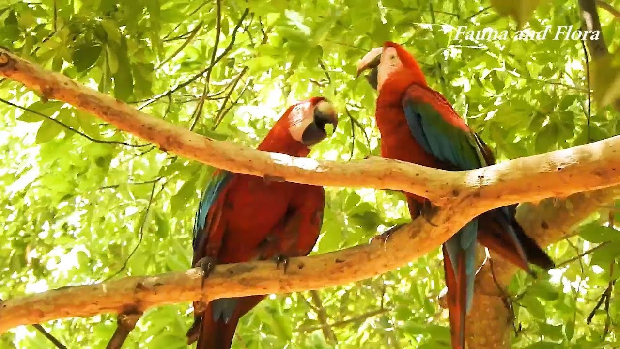 Couple of macaws at odds, Couple discussing leadership, Red-and-green