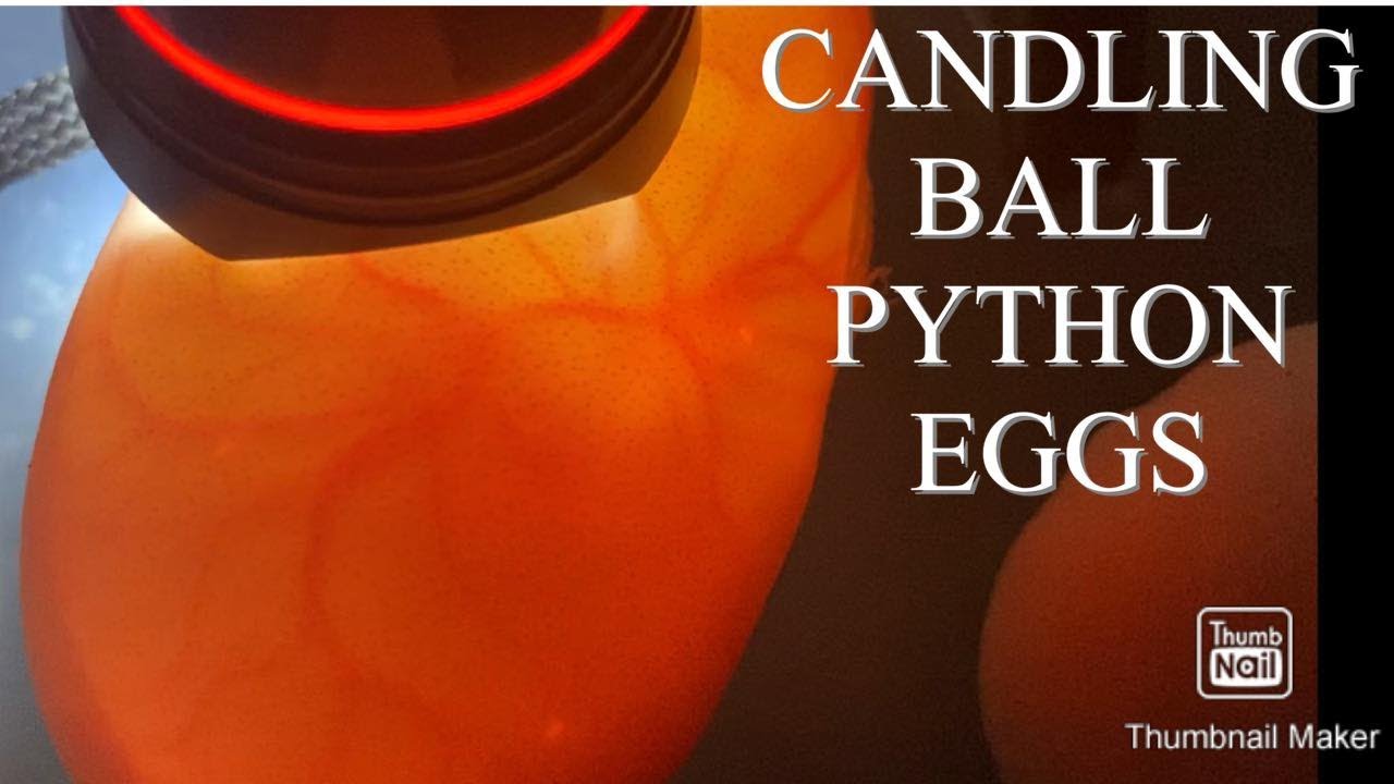 CANDLING BALL PYTHON EGGS + SETUP & RESCUING MY BOA - YouTube