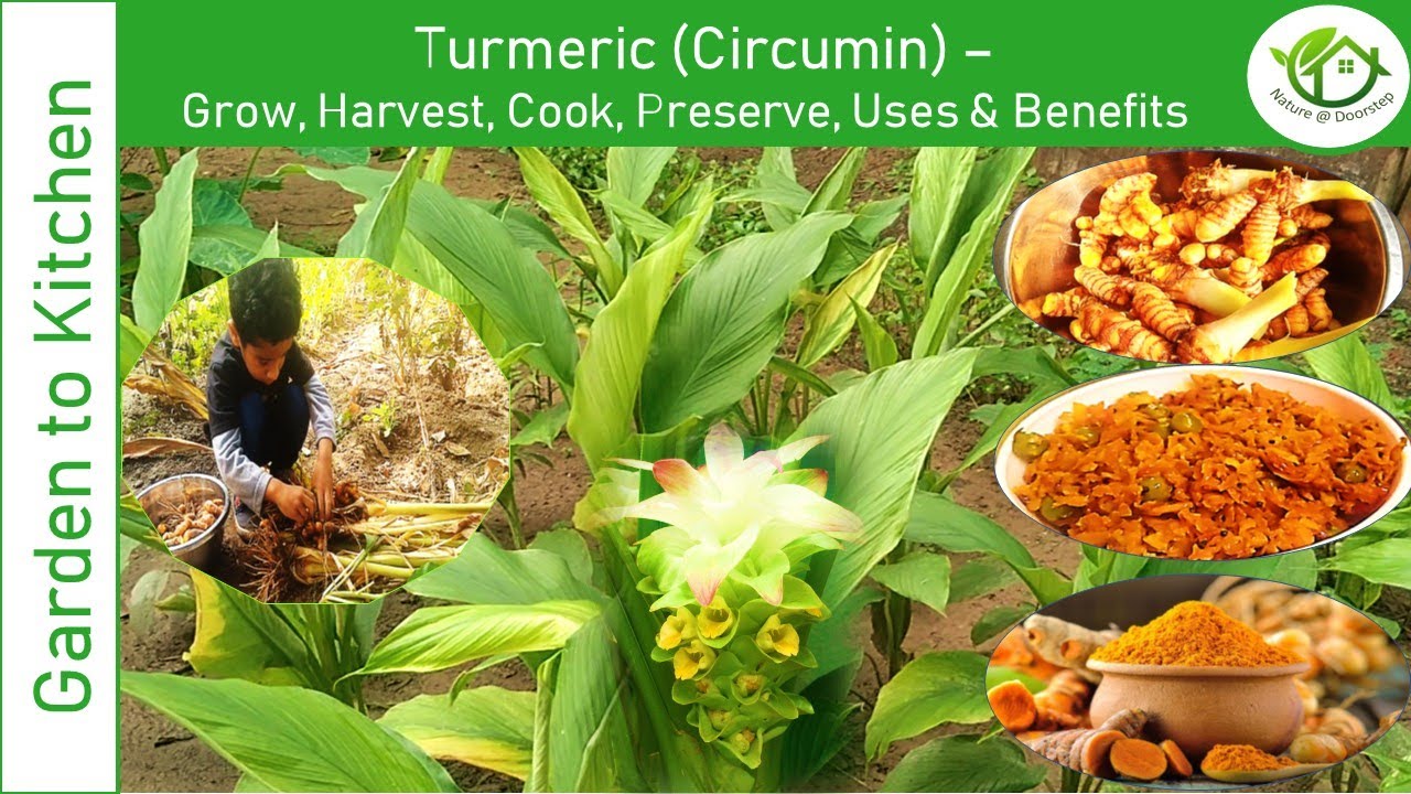 Turmeric (Circumin)| Haldi leaves Benefits |Turmeric flower| Organic |Immunity Booster| Recipe|Tips