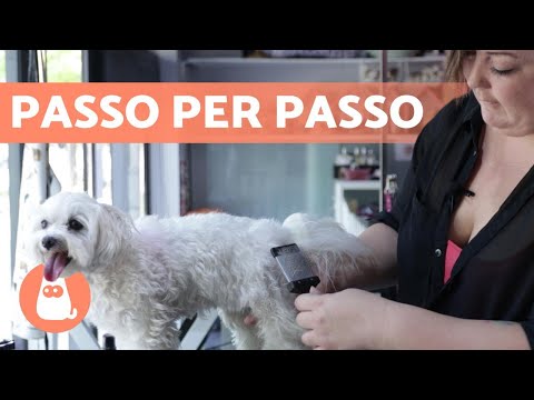 Come SPAZZOLARE un