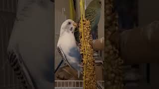 #Budgerigar #birds #birdslover #funnyvideo #youtubeshorts #youtube #trend #usa #tricks