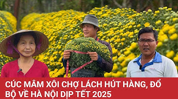 Cúc mâm xôi Chợ Lách hút hàng, đổ bộ về Hà Nội dịp Tết 2025 | Báo Lao Động