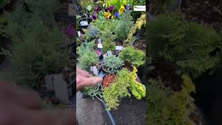 Look closer… there’s a whole world here #dhgardencentre #plantcaretips #gardening #gardeningtips