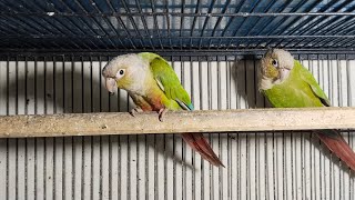 #Pineapple Conour#Breeder Pairs#For sale #Subscribe my youtube channel for more updates