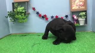 ペットショップ 犬の家 刈谷店 フレンチブルドッグ95589