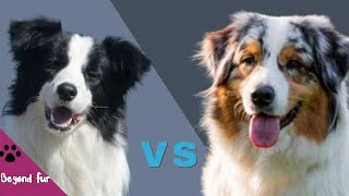 Australian Shepherd vs Border CollieWhich Breed Is Suitable for You?
