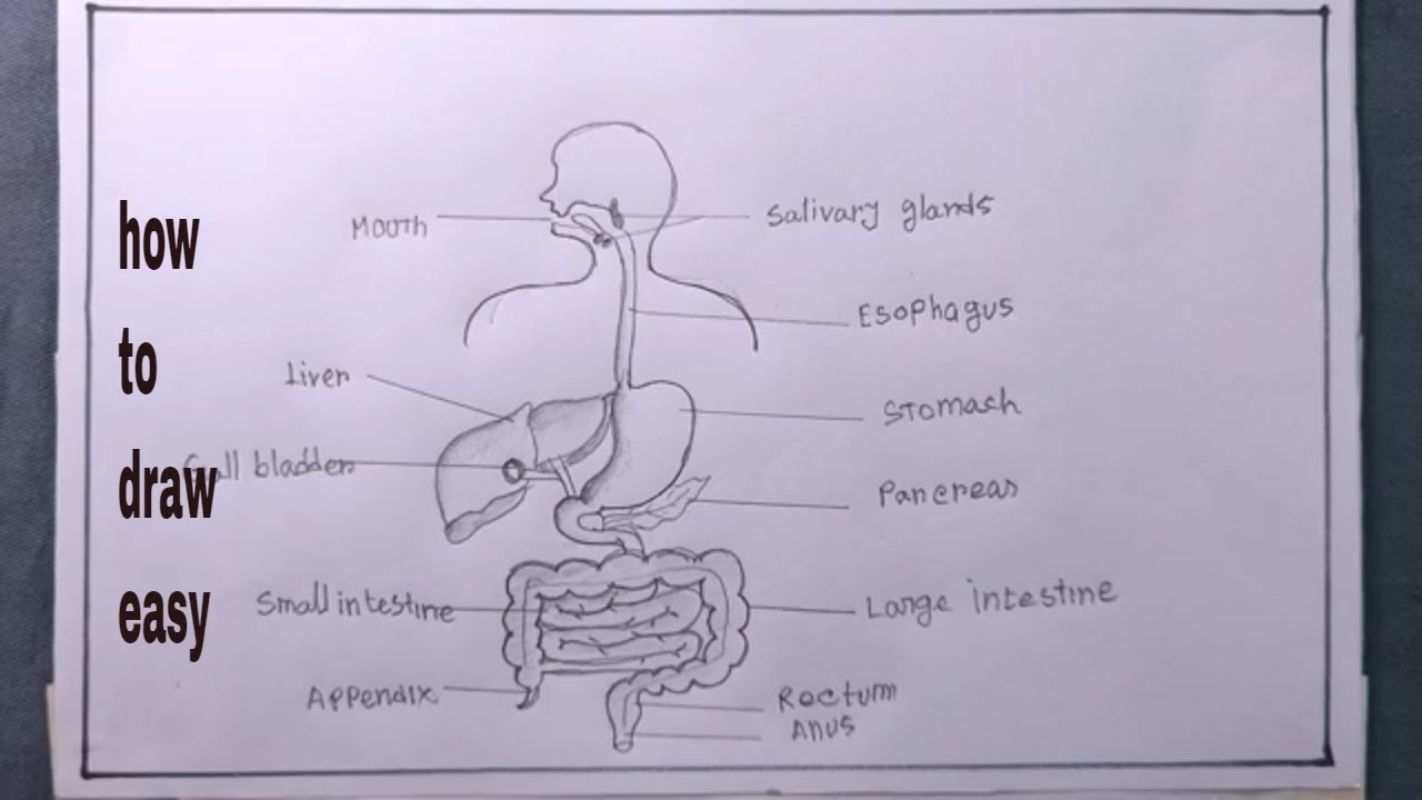 Digestive system diagram | Digestive system diagram, Digestive system, Digestive  system anatomy