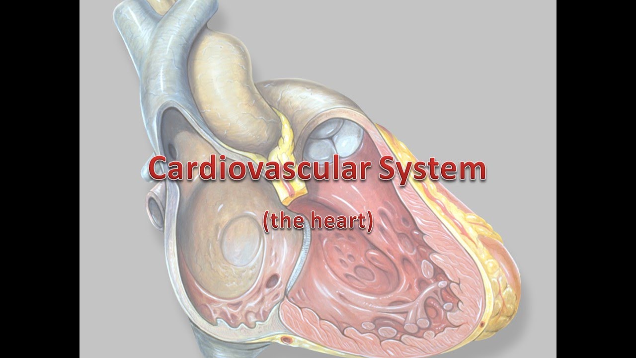 Medical Terminology Diagnostic Procedures of the Cardiovascular System