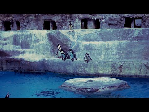 VLOG in Shizuoka city