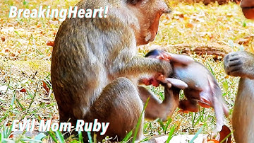 Terrible Baby Monkey Roland Got Attack From Mummy