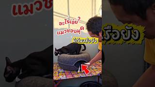 บ้านไหนยังไม่มี เตียงอุโมงค์แมว น้องแมวชอบมุด ชอบหลบซ่อน#อุโมงค์แมว #อุโมงค์แมวโดนัท #พ่อวีทาสแมว