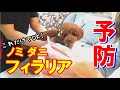 【フィラリア・ノミ・ダニ予防】これ１本でOK！複数の寄生虫に有効♪【Filaria,flea and tick prevention】【トイプードルのソラ】【トイプードル】【toy poodle】