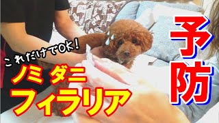 【フィラリア・ノミ・ダニ予防】これ１本でOK！複数の寄生虫に有効♪【Filaria,flea and tick prevention】【トイプードルのソラ】【トイプードル】【toy poodle】