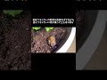 いつもプランターの野菜を直接あげてるから、自らプランターに飛び乗って土をほりほり #ハムスター