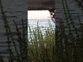 صيد شرشير 