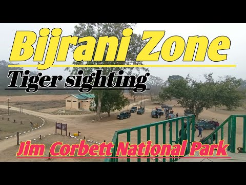 Bijrani Zone Tiger Sighting | Jim Corbett National Park { Jungle Safari }  Wildlife