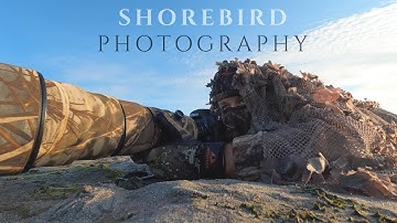How I photograph shorebirds || BIRD PHOTOGRAPHY Tutorial, tips and tricks