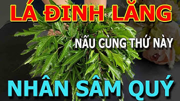 Cảnh Báo: ĂN LÁ ĐINH LĂNG cùng  THỨ NÀY chữa cả tỷ bệnh XƯƠNG KHỚP KHỎI ĐAU Thần Dược Thọ 120Tuổi