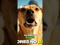 MEDOS relacionamentos e ARANHAS fritas na TAILÂNDIA #ai #memes #humor #aiart #comedia #aivideo