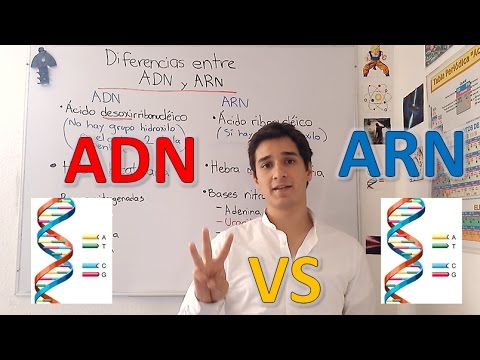 Vídeo: Diferencia Entre Síntesis De ADN Y ARN