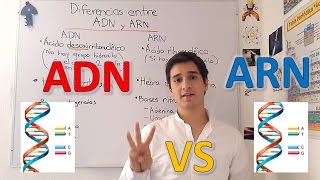 Differences between DNA and RNA. Expert level to beginners IN 5 MINUTES