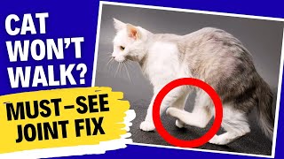 How To Tell If Your Cat Has A Dislocated Joint & What To Do